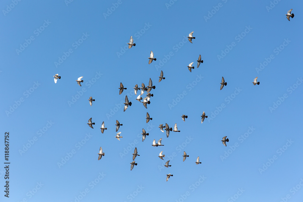 flock of pigeons in sky