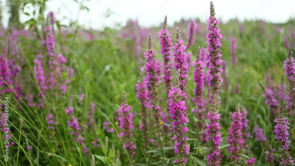 Wildflowers, Spring meadow with flowers. Ukrainian steppe with many purple colorful blooming flowers. European wild flora. Beautiful summer Landscape Wildflowers, Spring meadow with flowers. Ukrainian steppe with many purple colorful blooming flowers. European wild flora. Beautiful summer Landscape