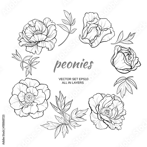 peonies