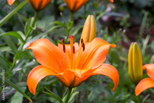 Orange Lily Flowers © AnnaPa
