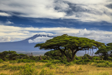 Crédence de cuisine Afrique Paysage africain au pied du Kilimandjaro  © Anton Petrus