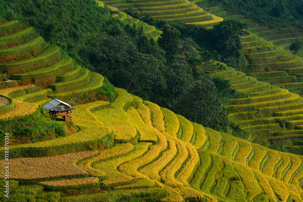 Rice terrace on during sunset ,Northeast region of Vietnam Rice terrace on during sunset ,Northeast region of Vietnam