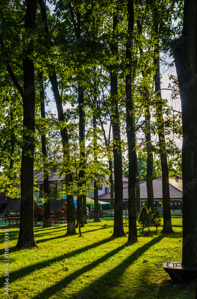 trees in the park