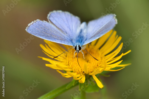 Blue butterfly macro view. gossamer-winged Polyommatus icarus nectar collecting, yellow flower background. shallow depth of field © besjunior