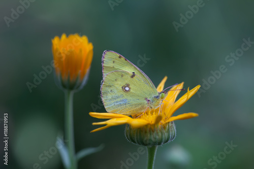 Butterfly Colias hyale pale clouded yellow sitting on orange flower. Green background. macro view, soft focus. shallow depth of field photo