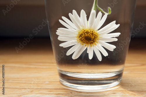 A white chamomile in a glass of water. A flower is upside down. © milantefotolia