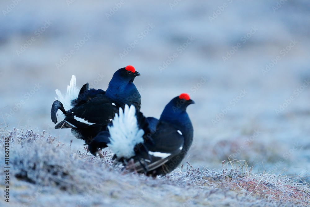 Two black grouse, detail head portrait. Black Grouse, Tetrao tetrix, lekking black bird in marshland, red cap head, animal in nature forest habitat, Norway. Bird with white tail. Wildlife from Europe.