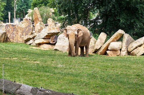 Czech Republic. Prague. Prague Zoo. Elephants. June 12, 2016