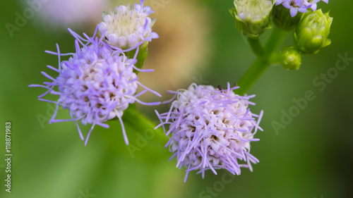 The Little Purple Unwanted flowers