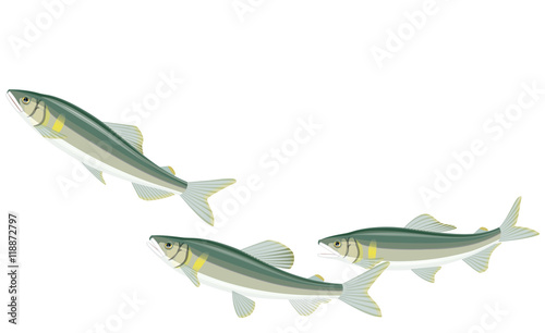 鮎　香魚