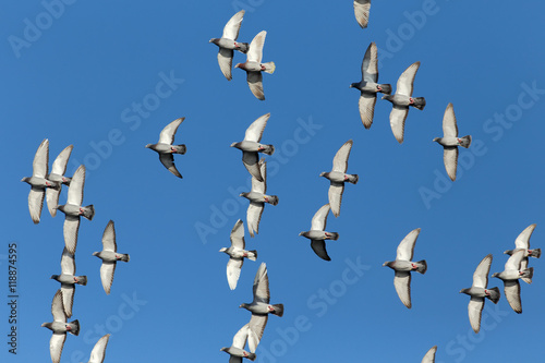 Sport carrier pigeons in flight
