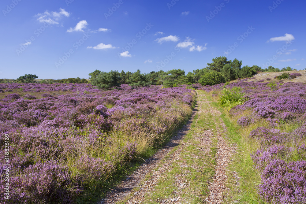 Path through blooming heather in The Netherlands