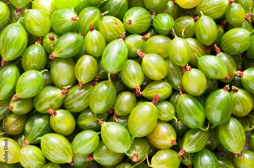 Bild auf Leinwand Fresh green gooseberries background. Berries texture. Top view
