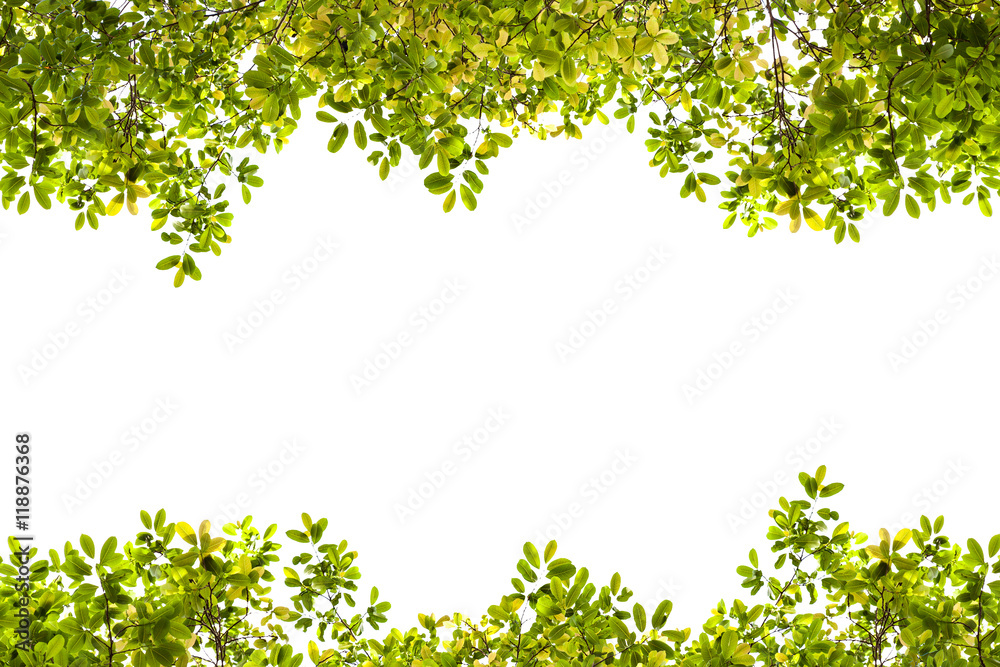 Beautiful Green leaves frame on white background.