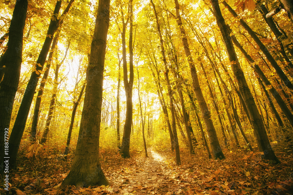 Obraz premium Forest