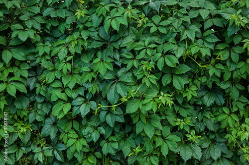 climbing plant ampelopsis as a green background