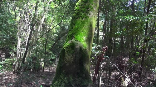 A tree covered in beautiful green moss in the forest