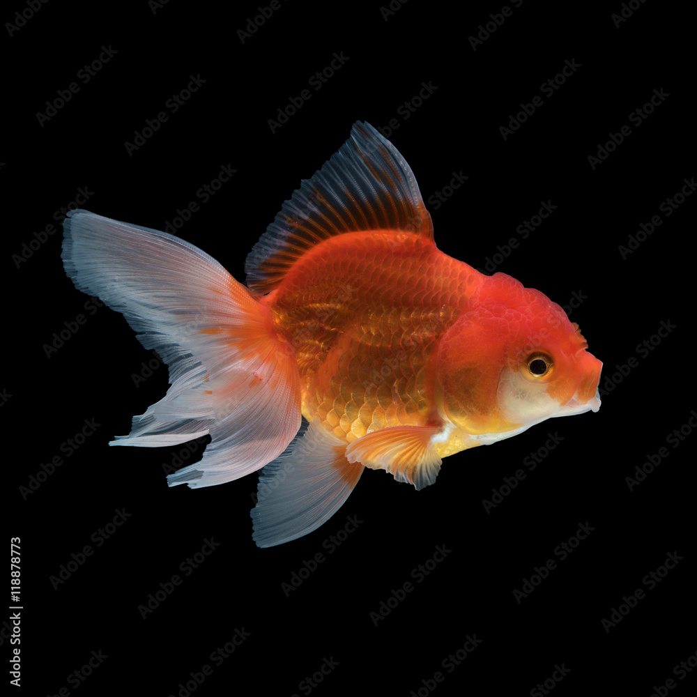Gold fish isolated on black background Gold fish isolated on black background