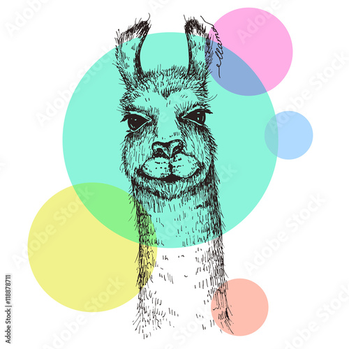 Vector lama head illustration. Llama or alpaca hand drawn ink sketch. Cute mammal animal drawing