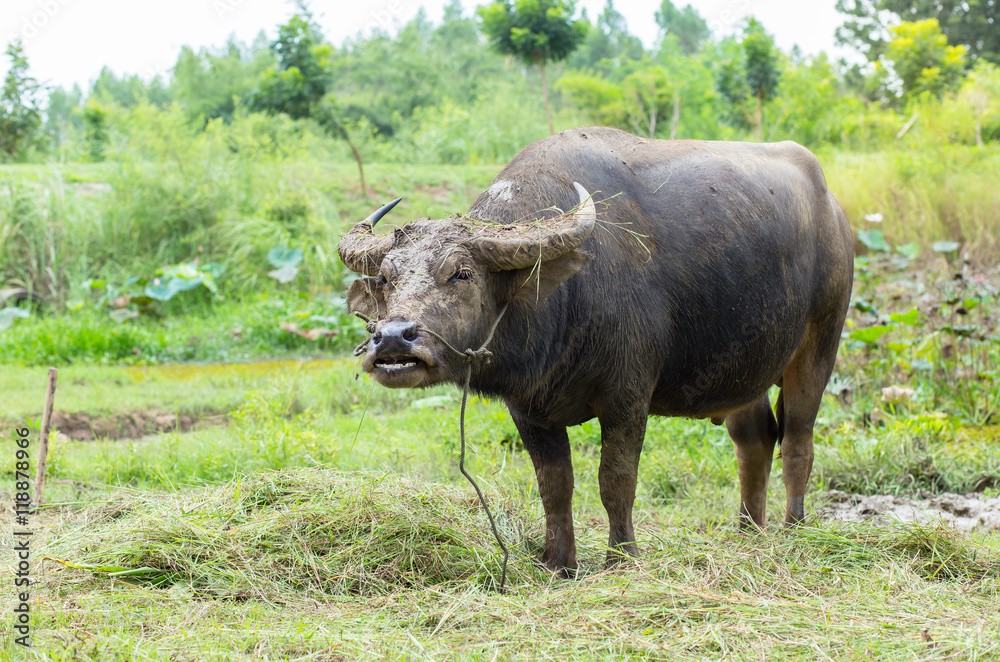 Buffalo eating grass in a field with afternoon light. Buffalo eating grass in a field with afternoon light.