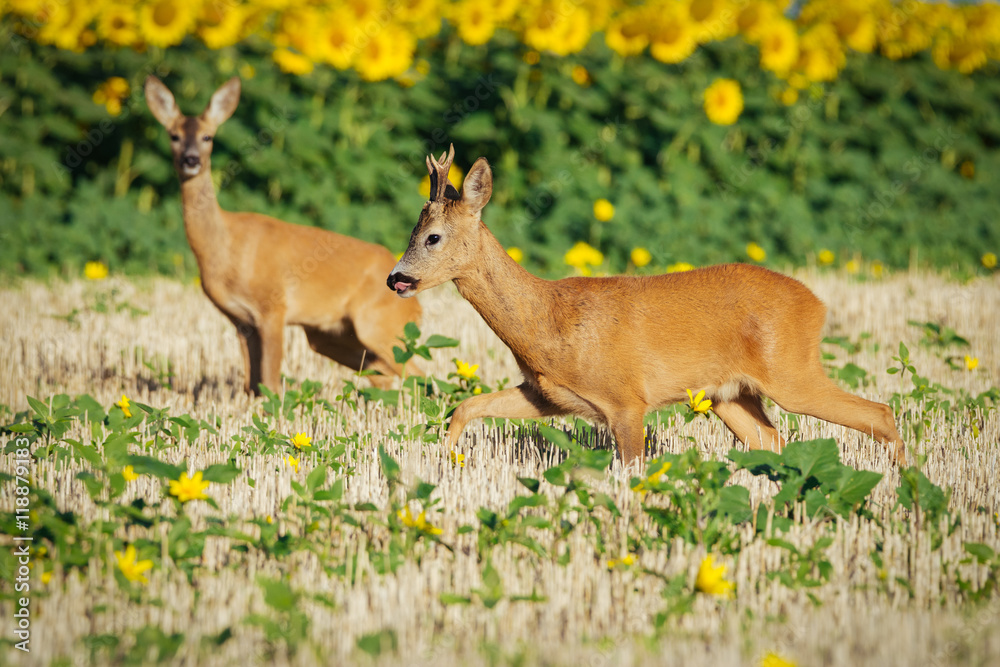 Roe deer on the golden wheat field Roe deer on the golden wheat field