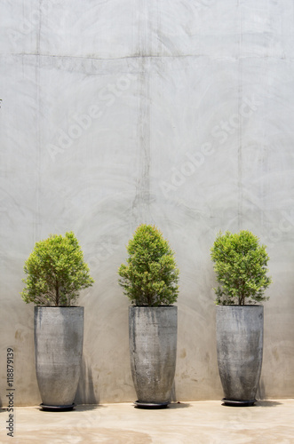 Pine tree seedlings on Bare plaster concrete wall