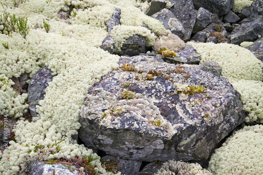 Reindeer moss (Cladonia rangiferina) covering rocks