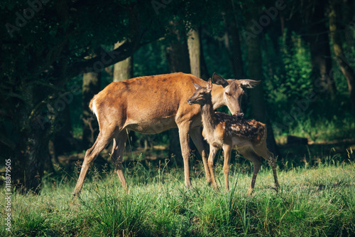 Fototapeta Naklejka Na Ścianę i Meble -  Red Deer mother and calf 