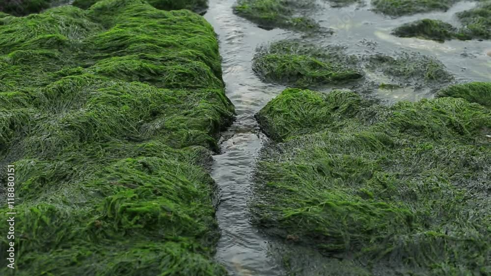 Sea Stream Seascape. Streams flowing into the sea between rocks and algae during ...