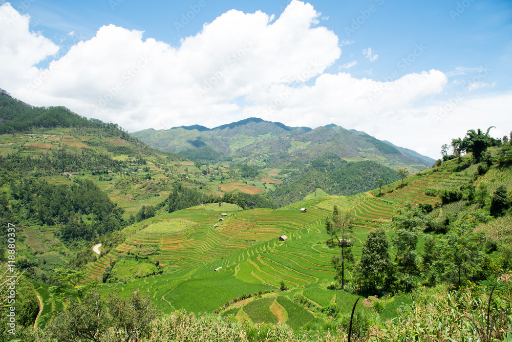 Agriculture Green Rice fields and rice terraced on mountain at Sapa vietnam