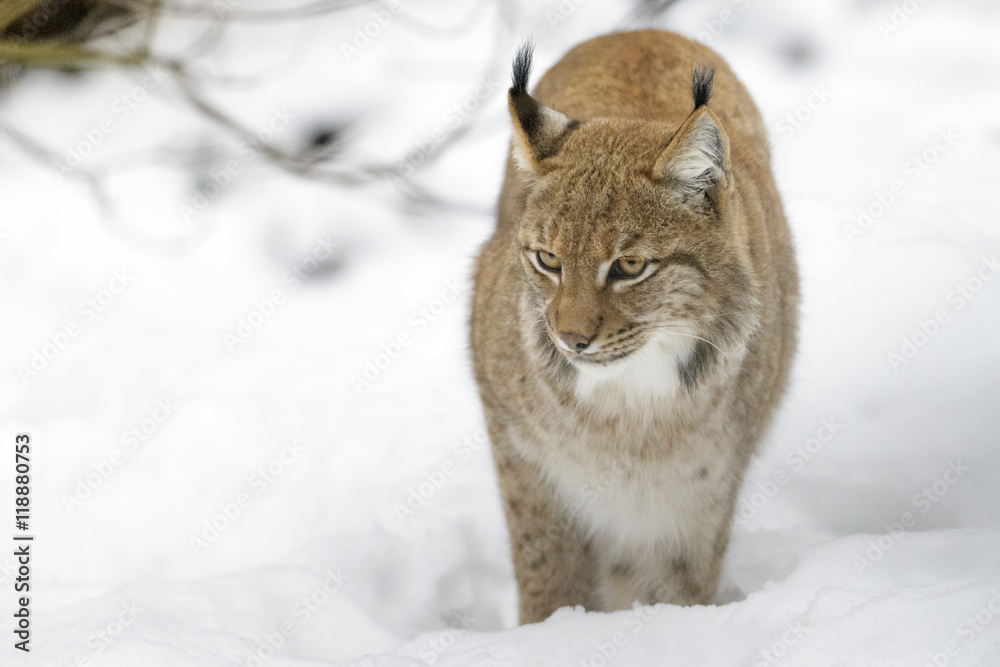 Obraz premium Eurasian Lynx (Lynx lynx) walking in snow, Germany