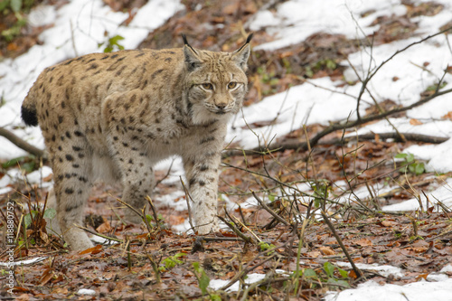 Eurasian Lynx (Lynx lynx) walking in forest with snow, Germany © andreanita