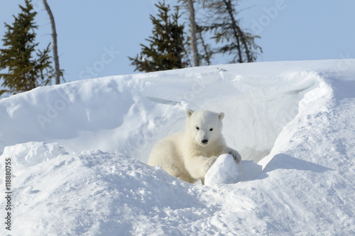 Polar bear (Ursus maritimus) cub coming out den and playing around, Wapusk national park, Canada. photo