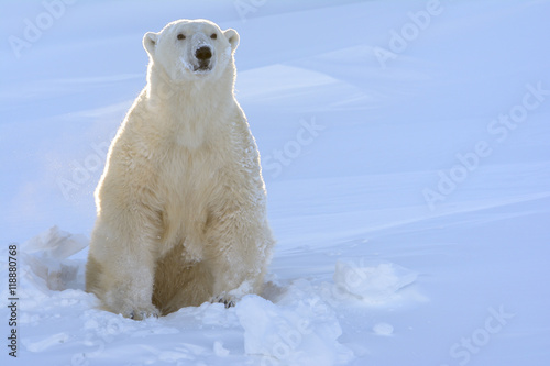 Polar bear (Ursus maritimus) mother coming out freshly opened den with backlight, Wapusk national park, Canada.