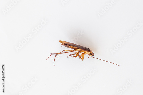 cockroach cockroach isolated / cockroach on white background  © emodpk