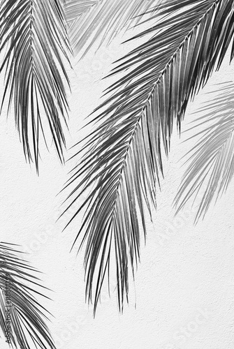 Palm leaves on the background wall