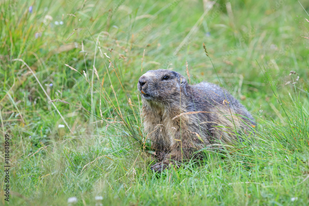 Alpine marmot (Marmota marmota) in the French Alps Alpine marmot (Marmota marmota) in the French Alps