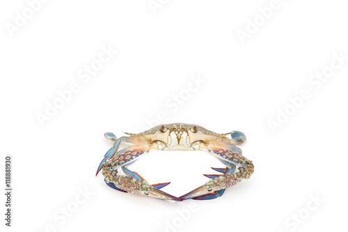 Blue crab isolated on white background.