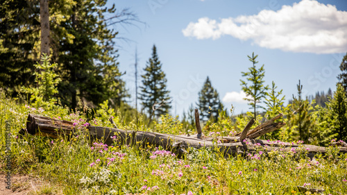 Log of the fallen dry tree in the grass. Amazing summer landscape in the mountains. Path through a green fir forest. Wraith Falls  Yellowstone National Park  Wyoming