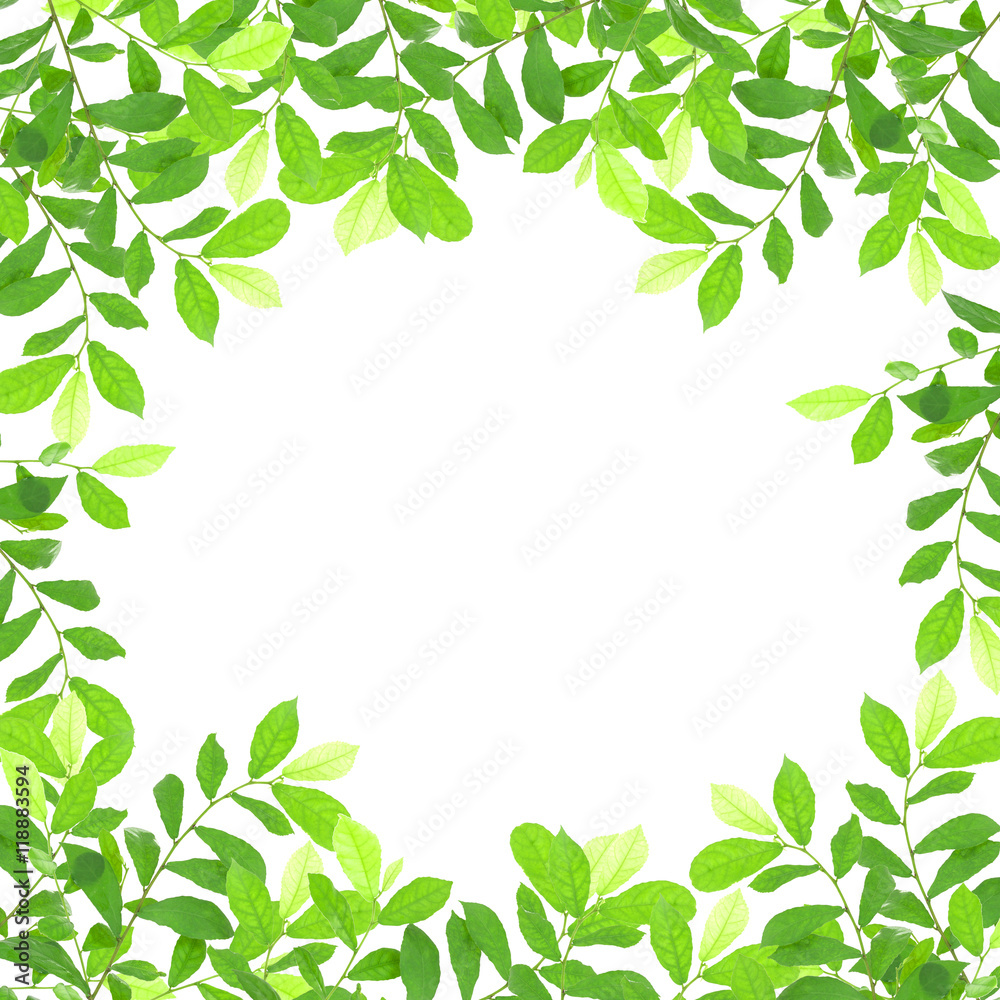 green leaves frame on white background.