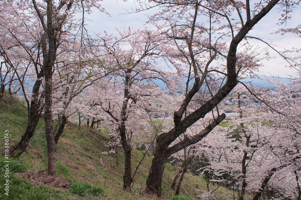 八乙女山の桜