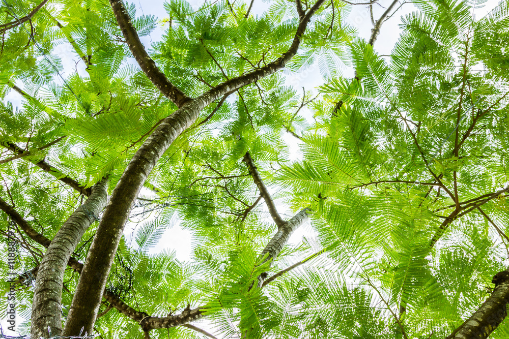 Naklejka premium Tree ferns from below