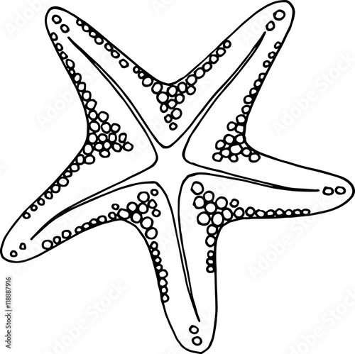Hand drawn doodle sea star