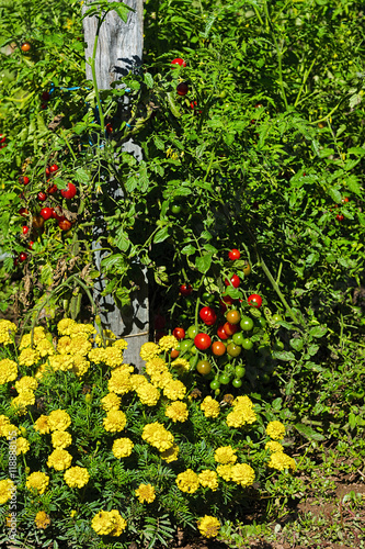 Tomatoes in Vegetable Garden