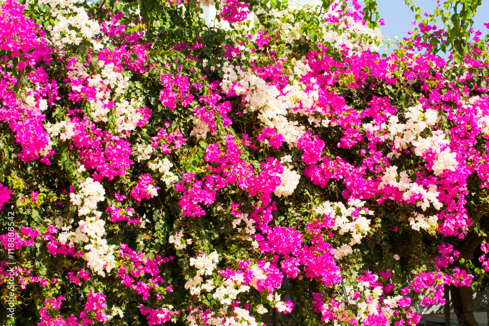 Fototapeta premium Flowers for your design