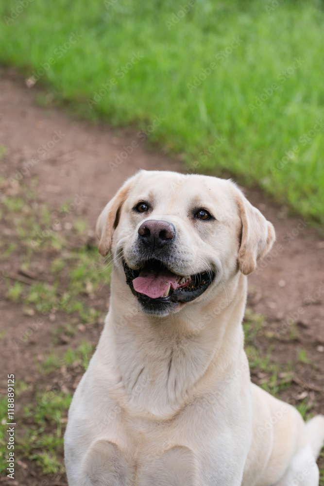 A yellow labrador looking alert during a walk