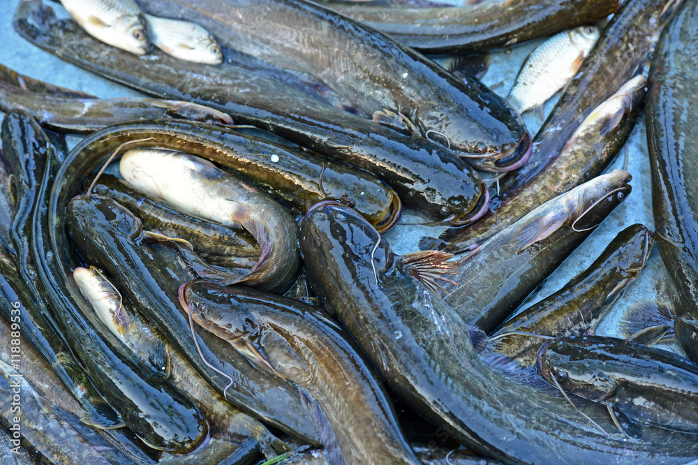 Many fresh fish together Many fresh fish together