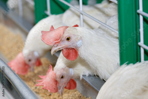 White hens