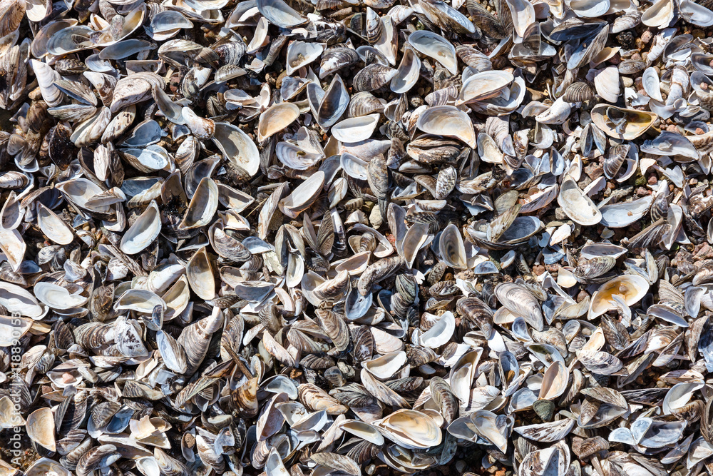 variety of empty cockleshells on the beach texture background variety of empty cockleshells on the beach texture background