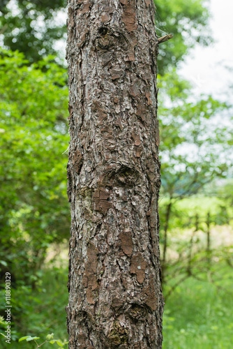 Close up of a tree in a pine forest in the UK